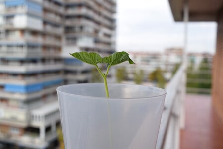 Leaves nature hope