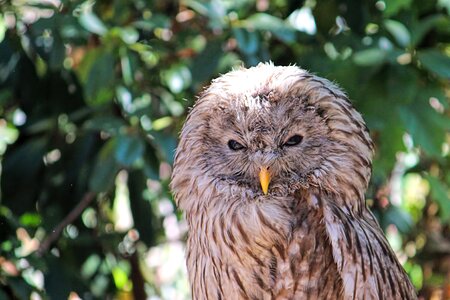 Animal plumage bird