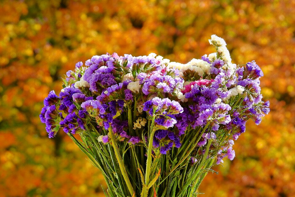 Flowers colorful decoration