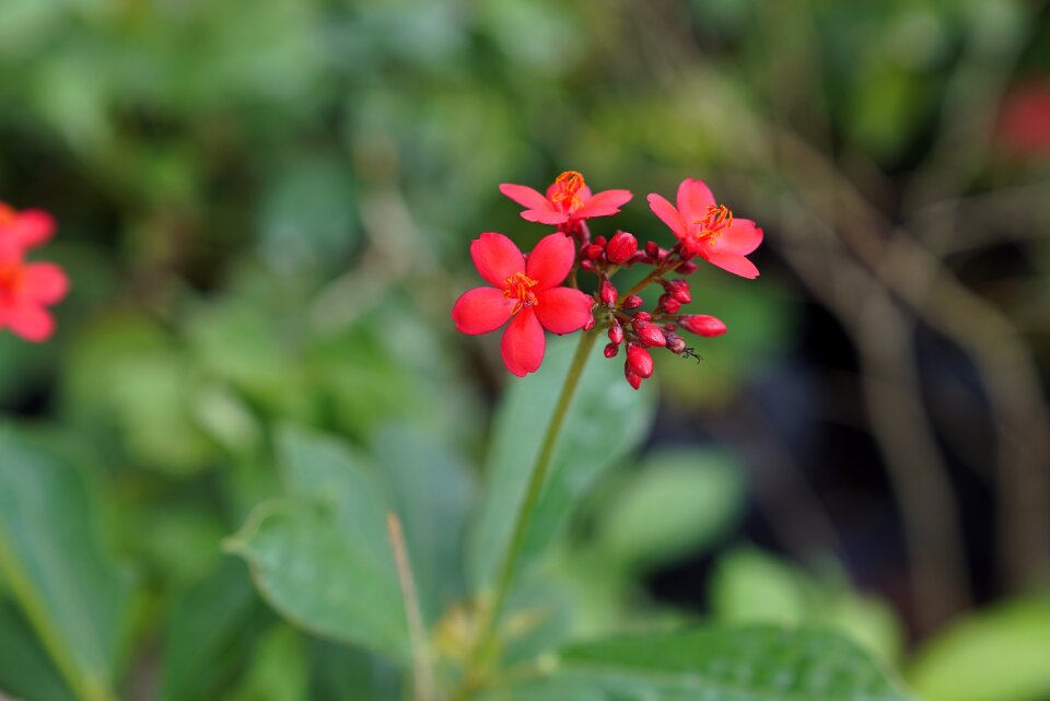 Flowers nursery malaysian