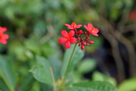 Flowers nursery malaysian