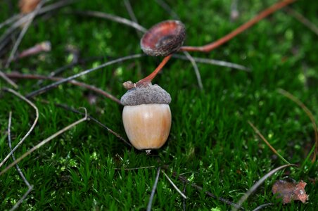 Forest forest floor autumn forest