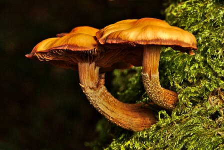Nature moss forest mushroom photo