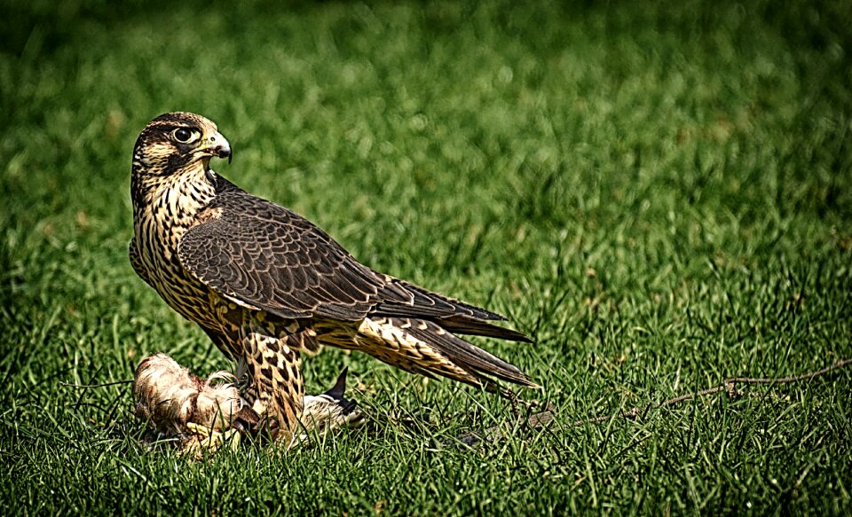 Raptor bird of prey animal