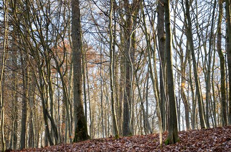 Landscape wood environment photo