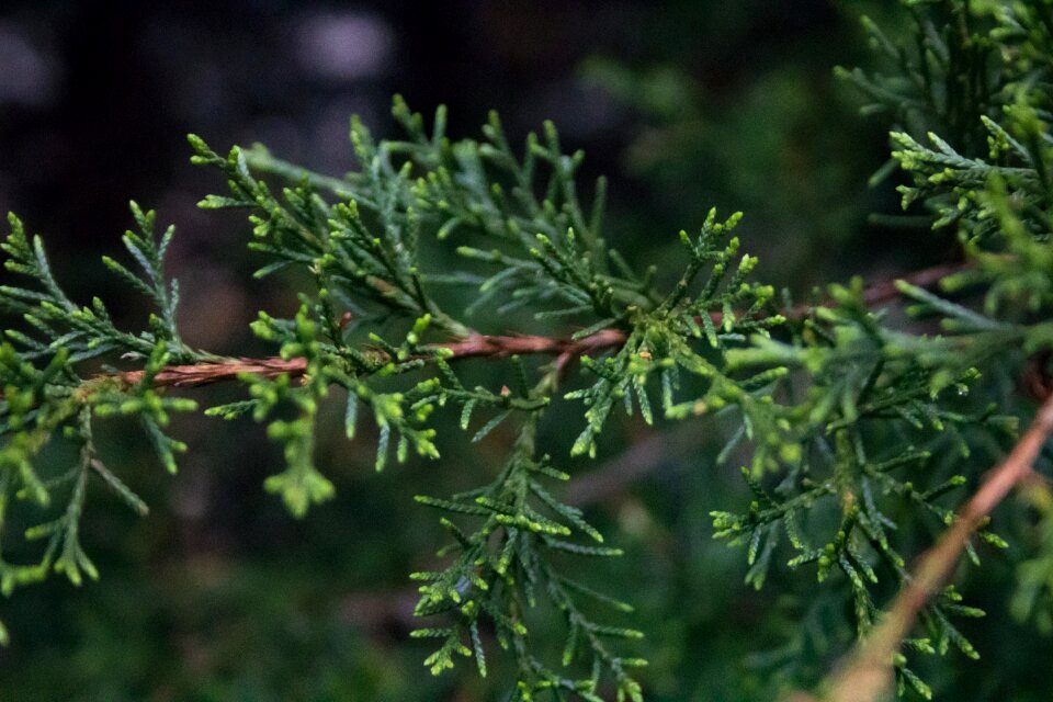 Green nature branch photo