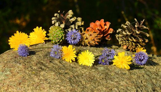 Flowers cones composition