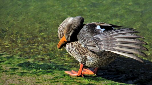 Animals crossword bill photo