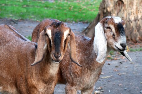 Goats farm animals big ears photo