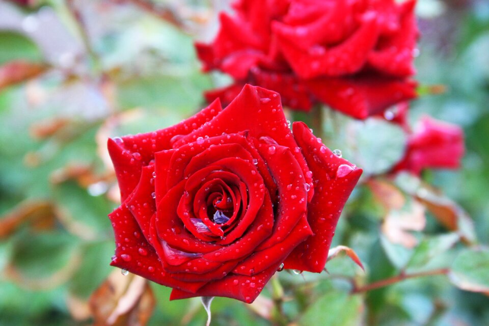 Garden aroma rain