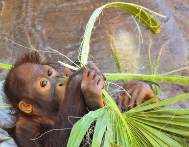 Monkey primate borneo photo