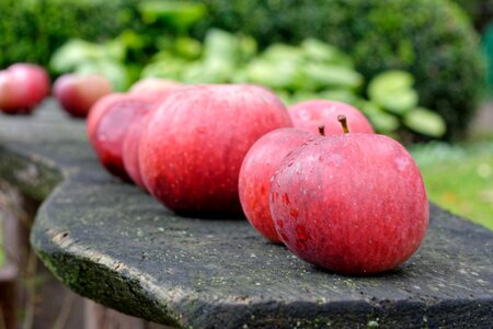Garden mature red