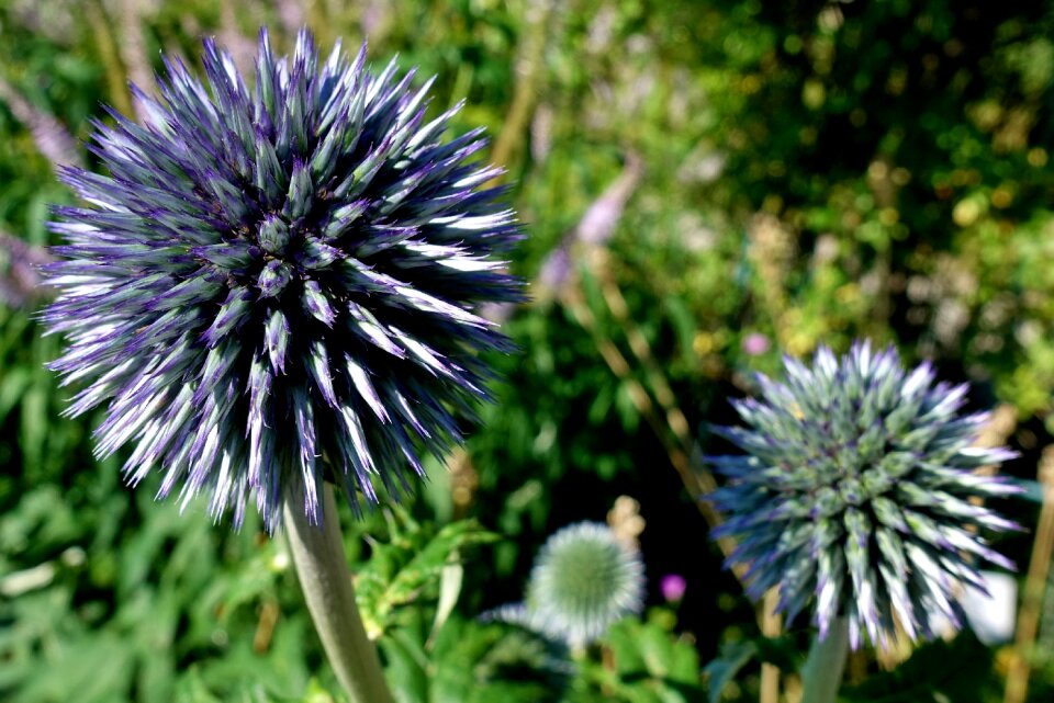 Composites flower blossom