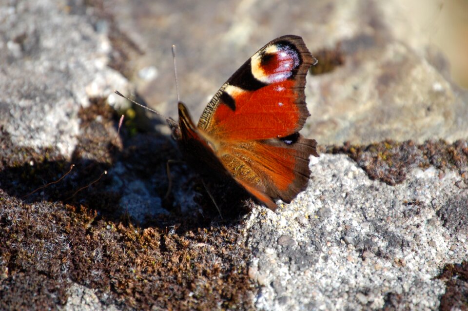 Biodiversity butterfly insects