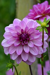 Garden flowers colorful