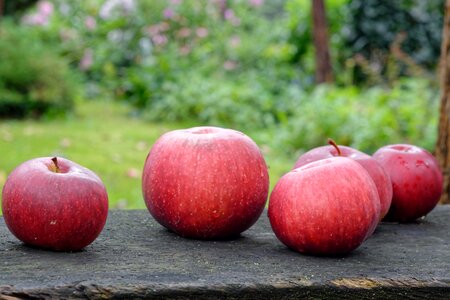 Garden mature red
