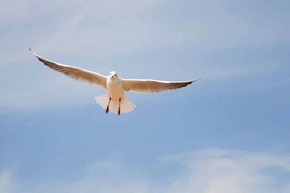 Flight wings birds