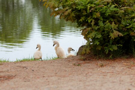 Bird animal world summer