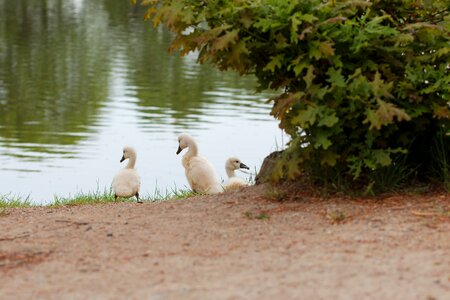 Bird animal world summer photo