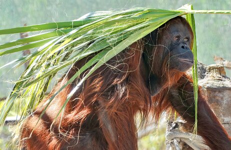 Primate borneo mammal