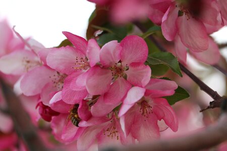 Flowering petals pale pink photo