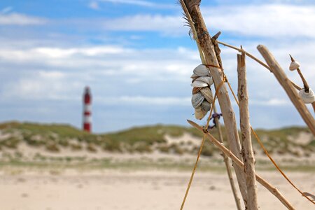 Kniepsand mussels sea photo