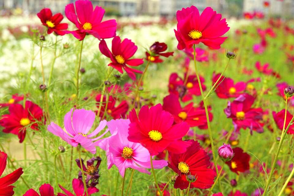 Flower chrysanthemum landscape