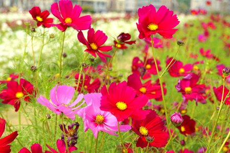 Flower chrysanthemum landscape
