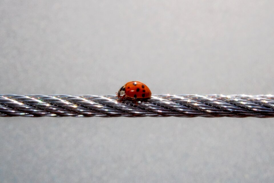 Beetle red animal
