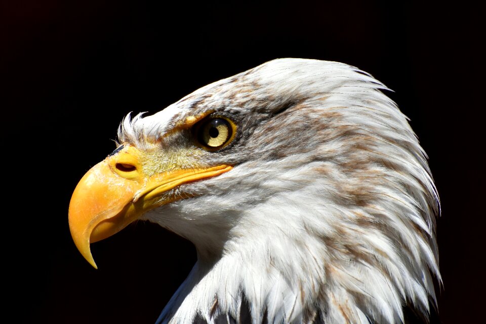 Raptor bird of prey bill