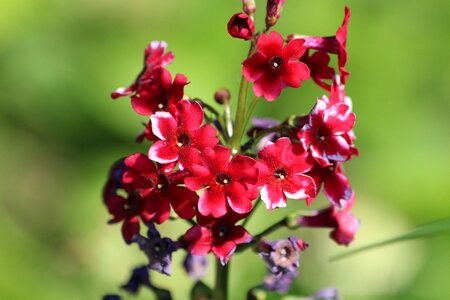 Beautiful flower nature macro