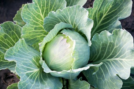 Greens vegetable green vegetables