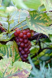 Vines group autumn photo