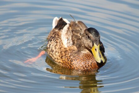 Duck bird bird feathered race photo