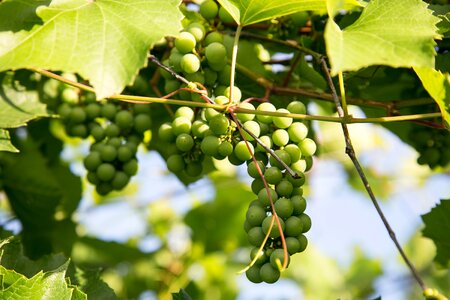 Dacha leaves vines