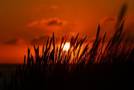 Abendstimmung marram grass sky