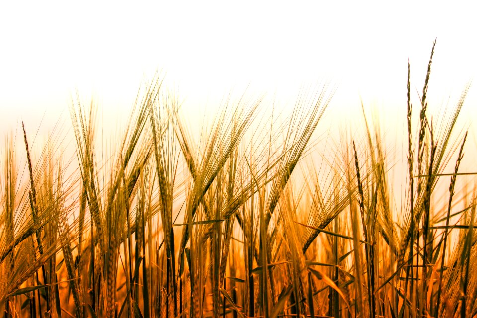 Grain wheat field cornfield