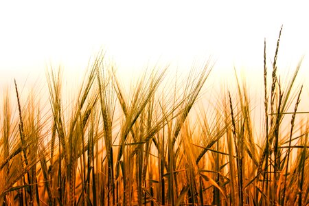 Grain wheat field cornfield