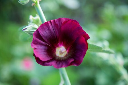 Flower petals leaves photo