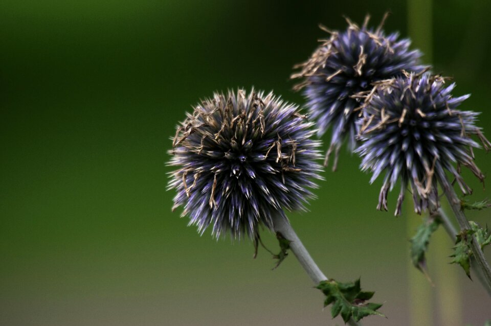 Summer flower barbed