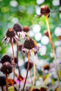 Garden nature close up