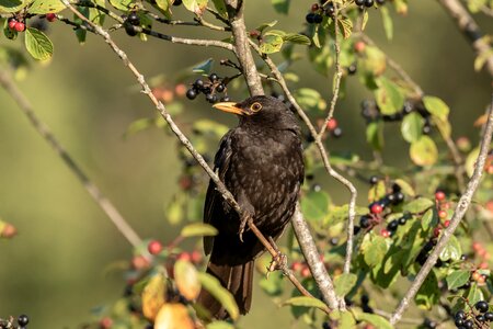 Males nature bird photo