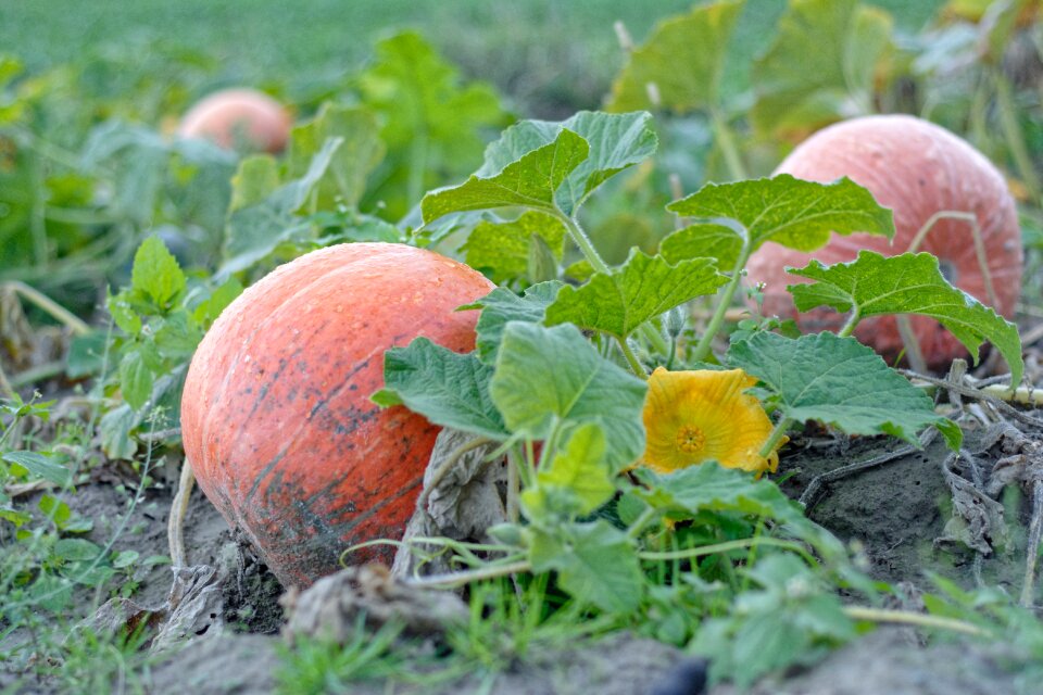 Orange in the fall autumn