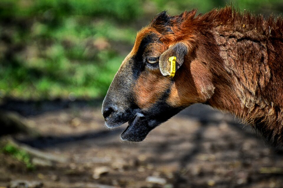 Animal portrait cute wildpark poing