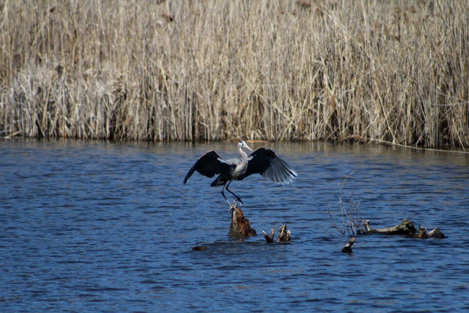 Wings flapping mid-landing