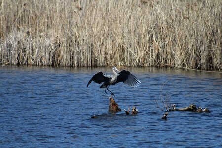 Wings flapping mid-landing