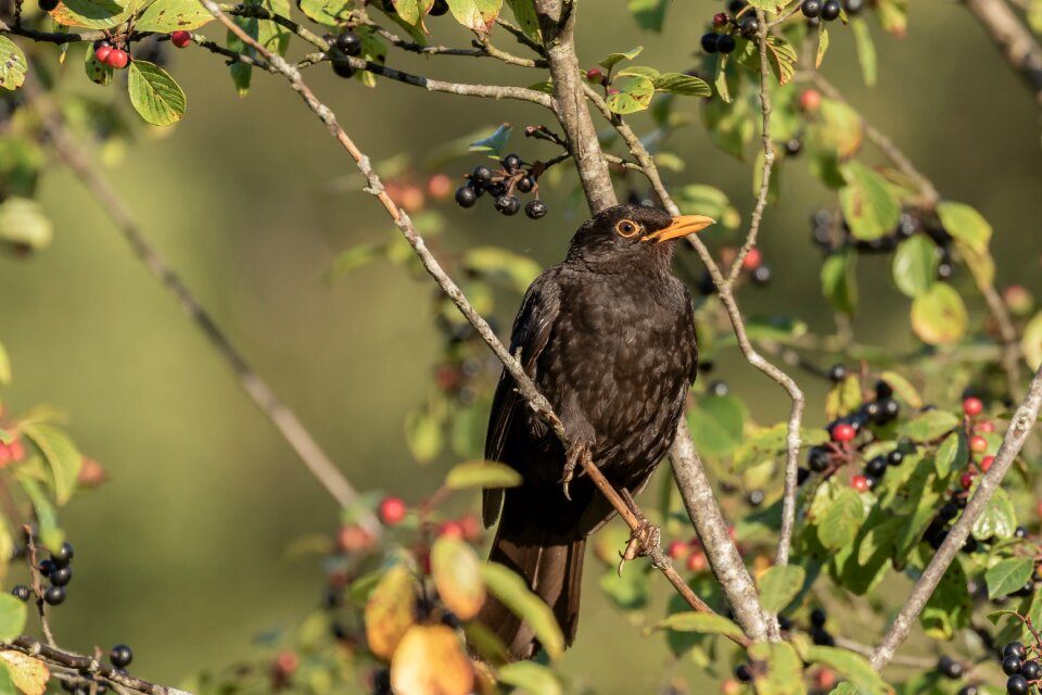 Males nature bird