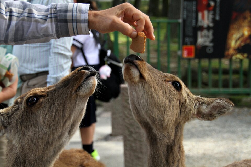 Feed friendly hungry photo