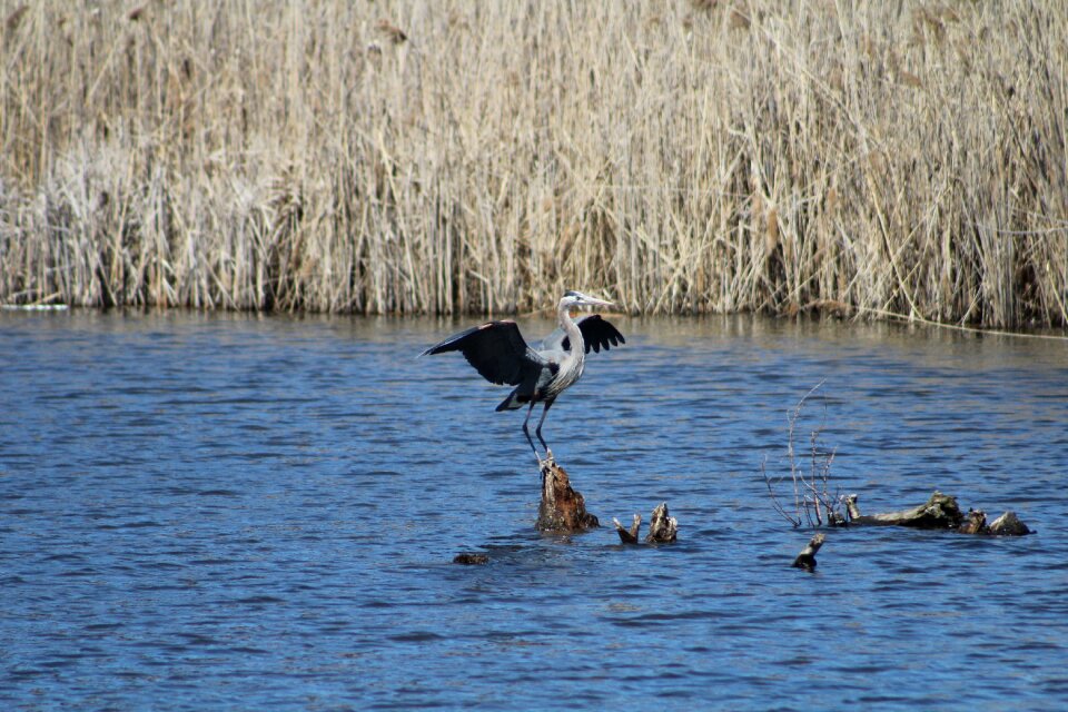 Flapping mid-landing stork