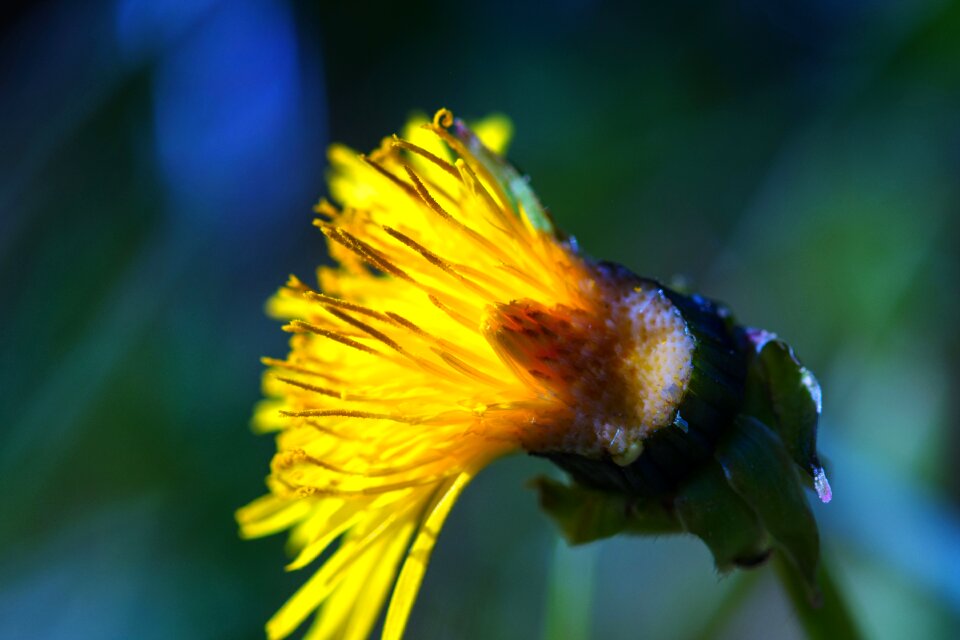 Nature plant spring flower